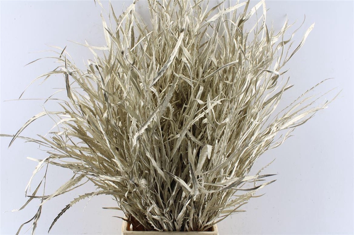 <h4>Grevillea Metal Platinum</h4>