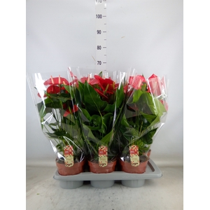 Anthurium andr. 'Felicita'