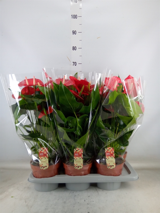 <h4>Anthurium andr. 'Felicita'</h4>
