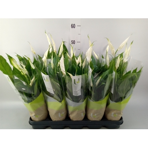Spathiphyllum  'Torelli'