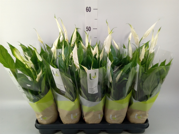 <h4>Spathiphyllum  'Torelli'</h4>