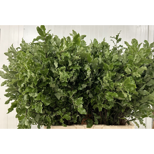 Pittosporum Green Fijn BQ