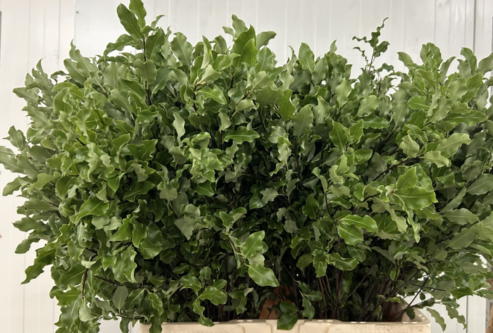 <h4>Pittosporum Green Fijn BQ</h4>