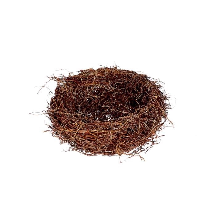 <h4>Basket Fern Root H10D30</h4>