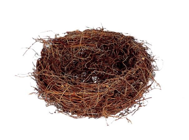 Basket Fern Root H10D30