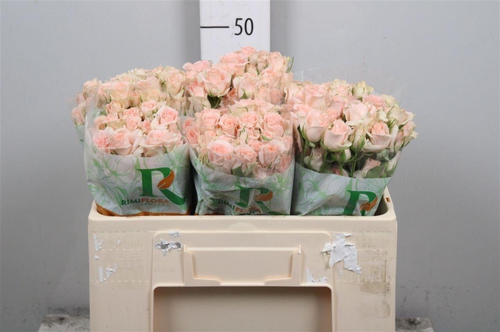 <h4>R Tr Sweet Sara</h4>