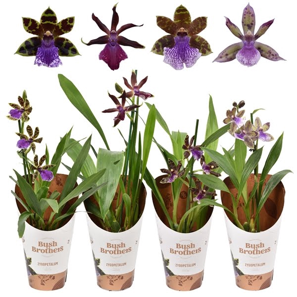 <h4>Zygopetalum 1 tak 3+ knop mix 12 cm</h4>