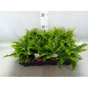 Nephrolepis exal. 'Green Lady'