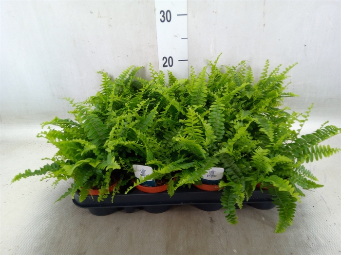 <h4>Nephrolepis exal. 'Green Lady'</h4>