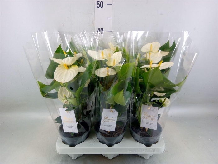 <h4>Anthurium andr. 'Cocos'</h4>