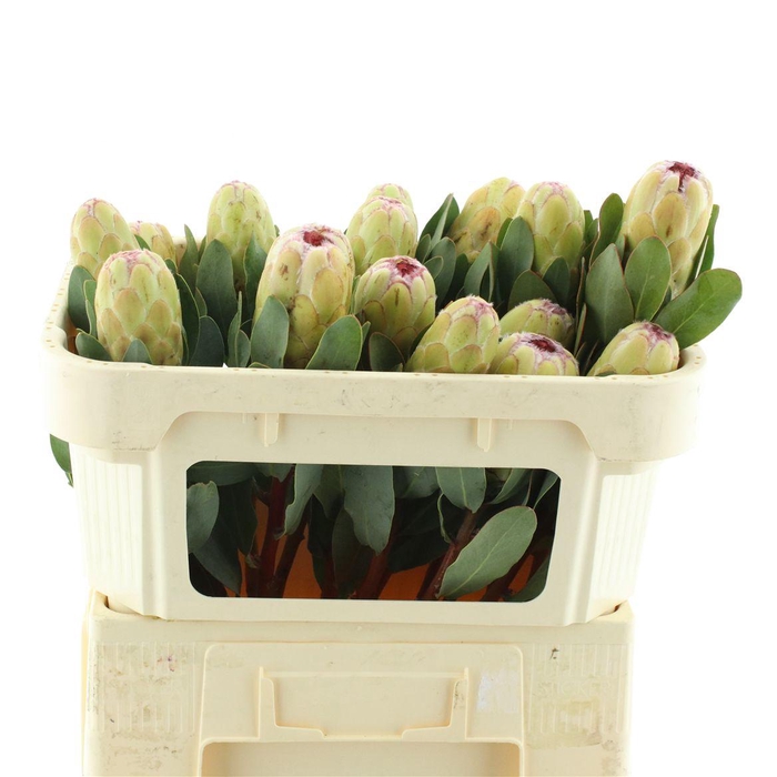 <h4>Protea Grandicolor</h4>