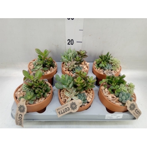 Arr.  Succulents L%