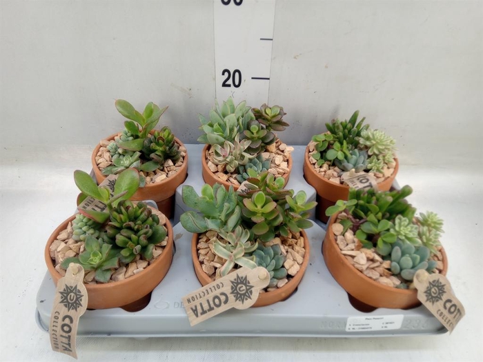 <h4>Arr.  Succulents L%</h4>