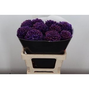 Brassica Wx (crane) Paars