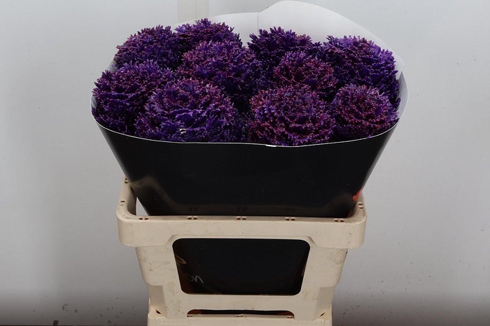 <h4>Brassica Wx (crane) Paars</h4>