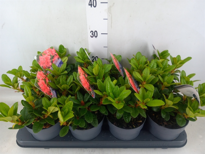 <h4>Rhododendron forr. 'Scarlet Wonder'</h4>