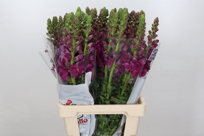 <h4>Antir Poto Purple</h4>