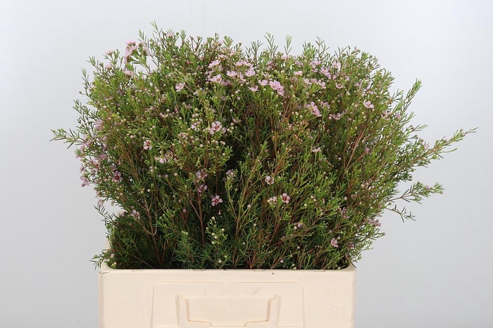 <h4>Chame Un Titan</h4>