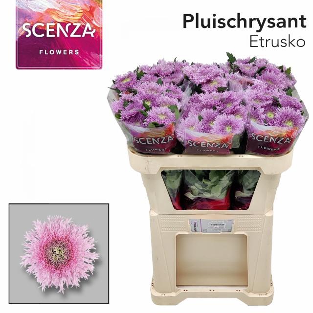 <h4>CHR G ETRUSKO ANGEBOT</h4>