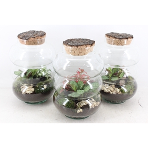 arr3 WR - Terrarium Pluto medium