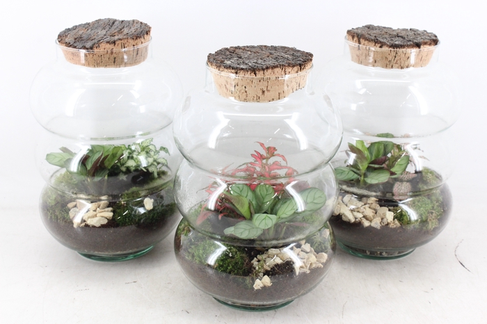 <h4>arr3 WR - Terrarium Pluto medium</h4>