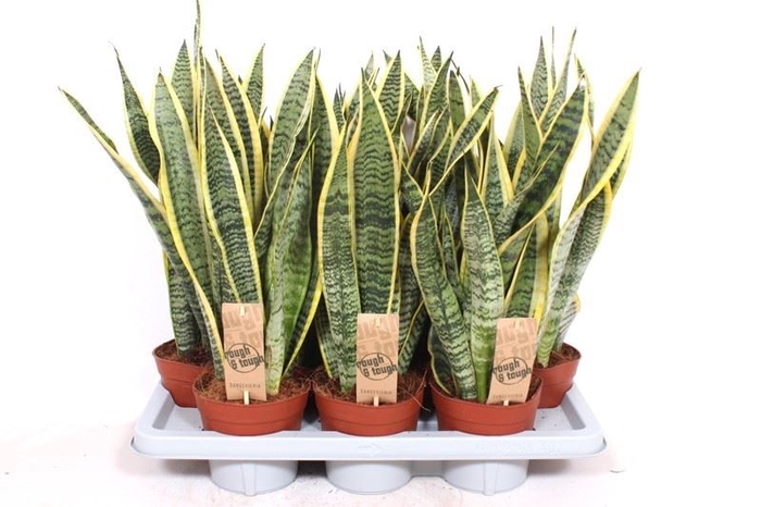 <h4>Sansevieria trif. Laurentii</h4>