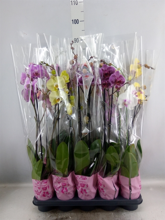 <h4>Phalaenopsis   ...mix  5</h4>