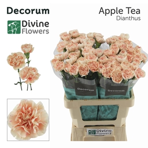 Di St Apple Tea Divine