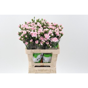 Di Tr Cosmo Light Pink x20