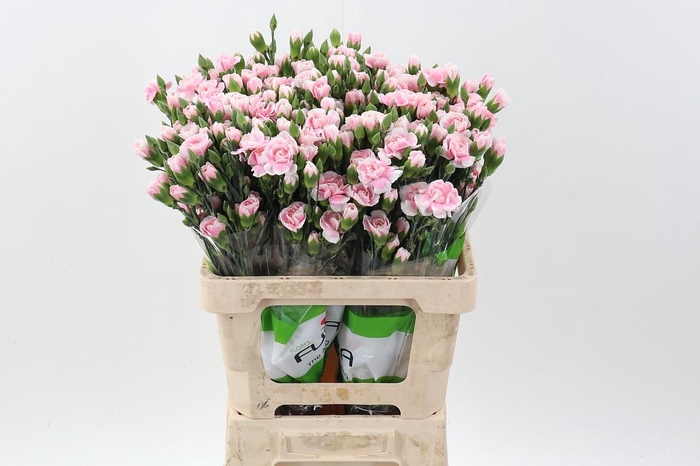 <h4>Di Tr Cosmo Light Pink x20</h4>