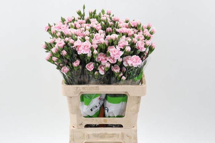 <h4>Di Tr Cosmo Light Pink x20</h4>