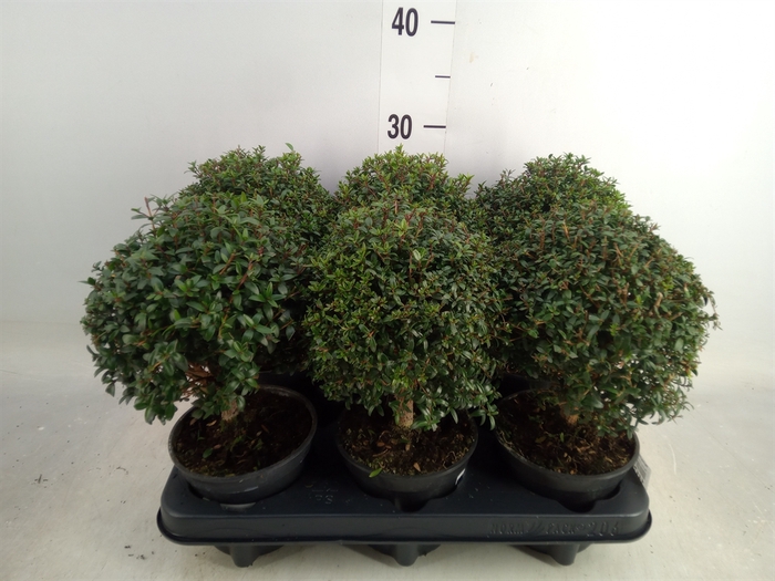 <h4>Myrtus communis</h4>