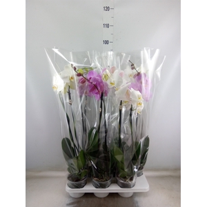 Phalaenopsis   ...mix