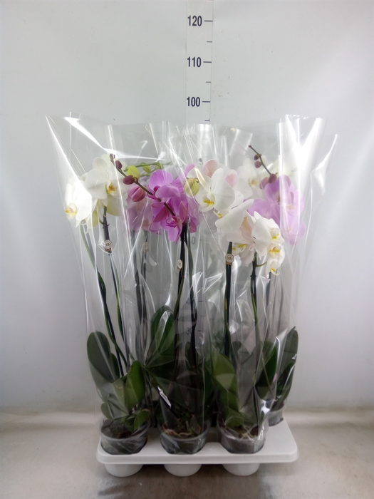 <h4>Phalaenopsis   ...mix</h4>