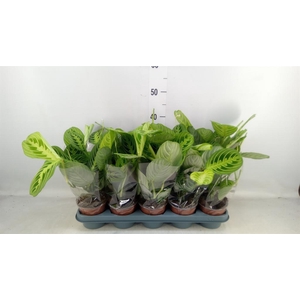 Maranta leuc. 'Lemon'