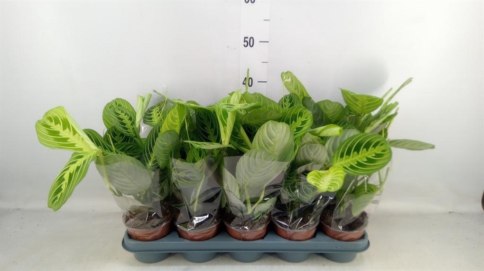 <h4>Maranta leuc. 'Lemon'</h4>