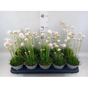 Armeria maritima 'Alba'