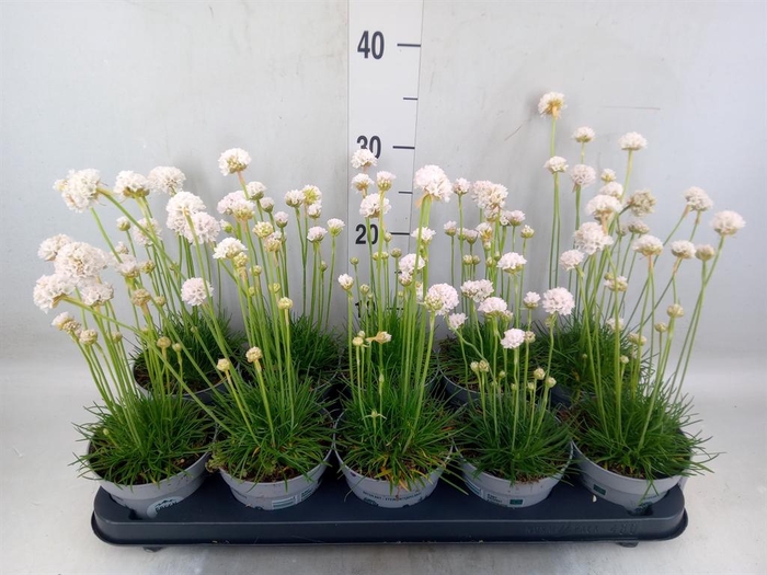 <h4>Armeria maritima 'Alba'</h4>