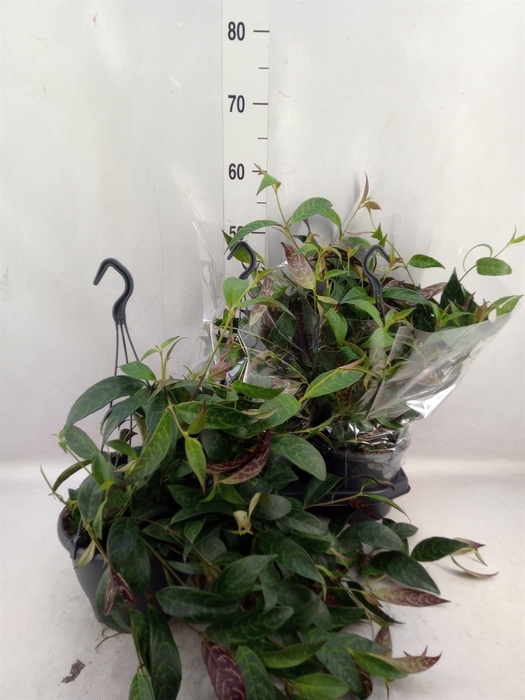 <h4>Aeschynanthus marmoratus</h4>