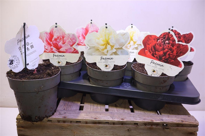 <h4>Paeonia L Gem</h4>