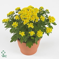 AJAN P PACIF YELLOW
