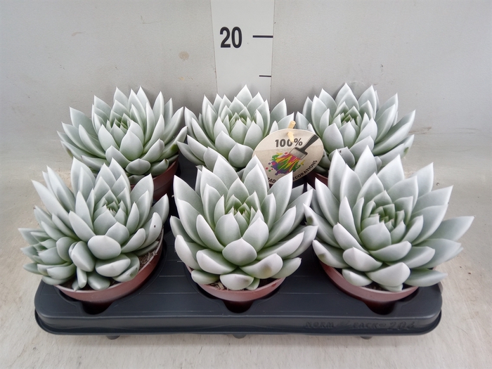 <h4>Echeveria  'Miranda'</h4>