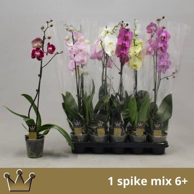 <h4>PHAL GEM 7 KL</h4>