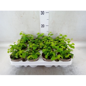 Ficus pumila 'Sunny Green'