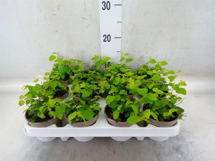 <h4>Ficus pumila 'Sunny Green'</h4>