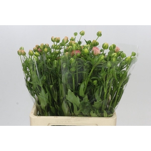 Ranunculus Butterfly Ariadne