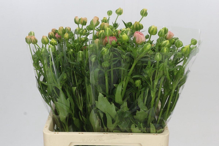 Ranunculus Butterfly Ariadne