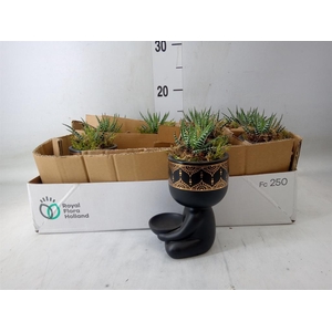 Arr.   Kamerplant Groen L%