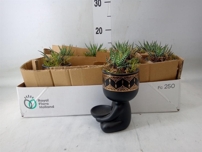 <h4>Arr. Kamerplant Groen L%</h4>