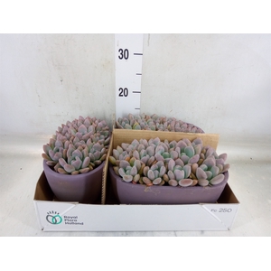 Echeveria   ...
